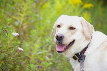 Top Dog Breeds for Every Lifestyle: Find Your Perfect Companion