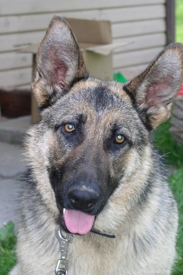 Top Dog Breeds for Every Lifestyle: Find Your Perfect Companion