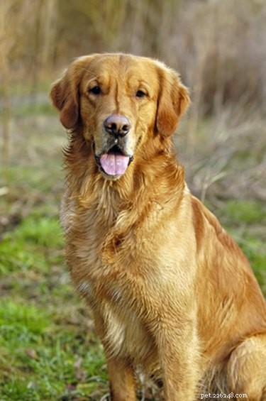 Top Dog Breeds for Every Lifestyle: Find Your Perfect Companion