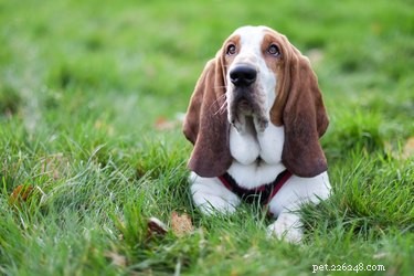 Explore the Four Distinct Basset Hound Breeds