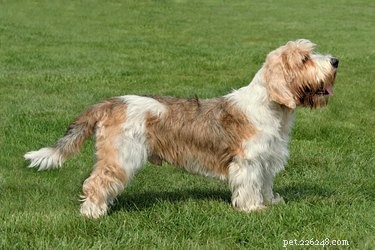 Explore the Four Distinct Basset Hound Breeds