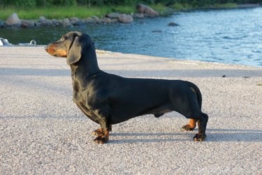 Choosing Between Male and Female Dachshunds: What You Need to Know