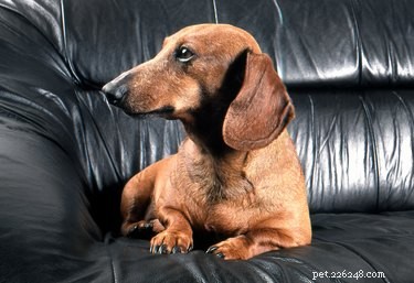 Choosing Between Male and Female Dachshunds: What You Need to Know