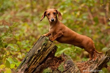 Choosing Between Male and Female Dachshunds: What You Need to Know