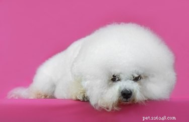 Maltese vs. Bichon Frise: Key Differences Explained