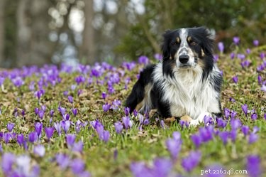 Expert-Approved List: The 10 Smartest Dog Breeds
