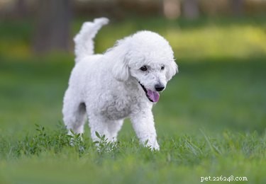Expert-Approved List: The 10 Smartest Dog Breeds