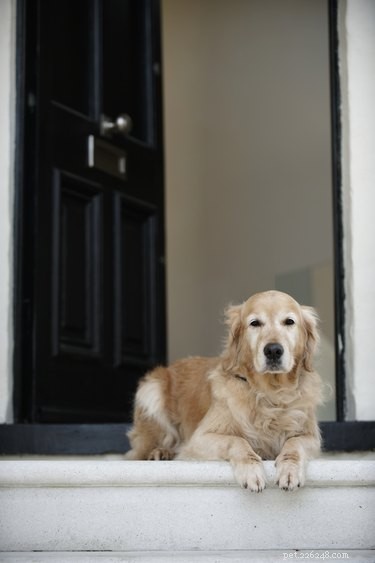 Expert-Approved List: The 10 Smartest Dog Breeds