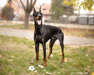 Expert-Approved List: The 10 Smartest Dog Breeds