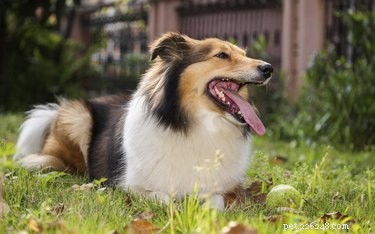Expert-Approved List: The 10 Smartest Dog Breeds
