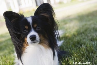 Expert-Approved List: The 10 Smartest Dog Breeds