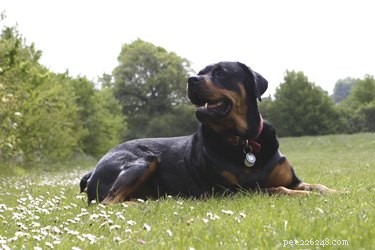 Expert-Approved List: The 10 Smartest Dog Breeds