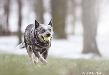 Expert-Approved List: The 10 Smartest Dog Breeds