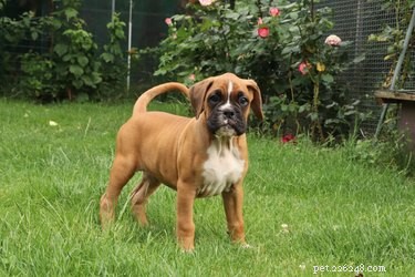 Breeding Boxer Dogs: A Comprehensive Guide to Mating and Raising Healthy Puppies
