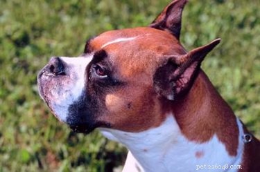 Breeding Boxer Dogs: A Comprehensive Guide to Mating and Raising Healthy Puppies
