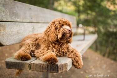 How Long Do Labradoodles Live? Expert Guide to Labradoodle Lifespan