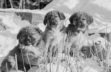 Predicting the Size of Your Mixed-Breed Dog: A Practical Guide