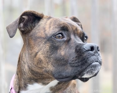 Identifying Your Dog s Breed by Its Brindle Coat: A Reliable Guide