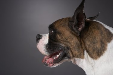 Identifying Your Dog s Breed by Its Brindle Coat: A Reliable Guide