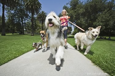 Identifying Your Dog s Breed by Its Brindle Coat: A Reliable Guide