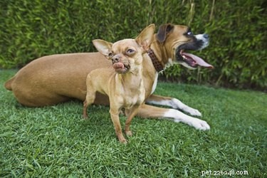 Identifying Your Dog s Breed by Its Brindle Coat: A Reliable Guide
