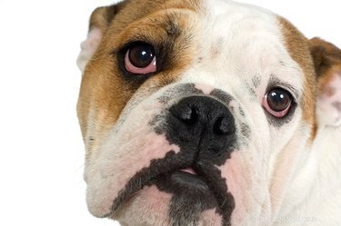 Identifying Your Dog s Breed by Its Brindle Coat: A Reliable Guide
