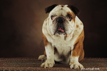 Identifying Your Dog s Breed by Its Brindle Coat: A Reliable Guide