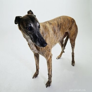 Identifying Your Dog s Breed by Its Brindle Coat: A Reliable Guide