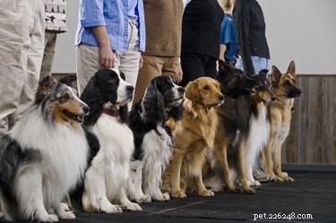 Identifying Your Dog s Breed by Its Brindle Coat: A Reliable Guide