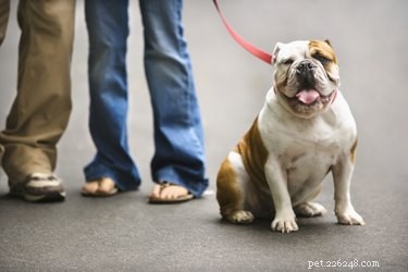 English Bulldog Lifespan: Average Years & Health Tips