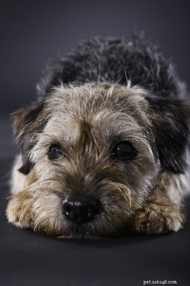 Top Hypoallergenic Dog Breeds for Allergy Sufferers