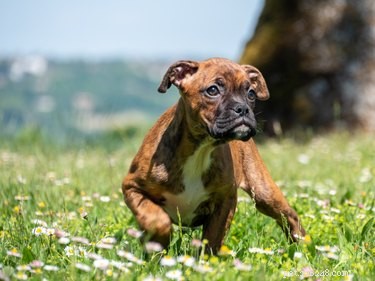 Is Your Boxer Purebred? Expert Tips to Verify a Full-Breed Boxer