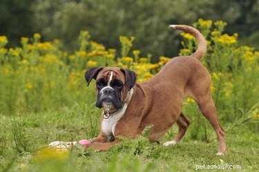 Is Your Boxer Purebred? Expert Tips to Verify a Full-Breed Boxer