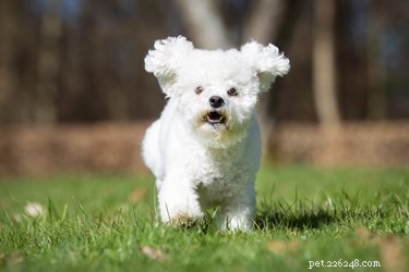 The Complete Guide to Teddy Bear Dogs (Zuchons)