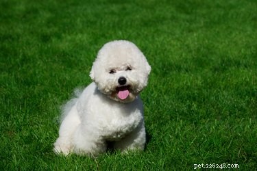 The Complete Guide to Teddy Bear Dogs (Zuchons)