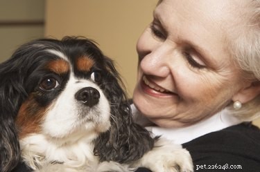 Expert Guide to Breeding Healthy Cavalier King Charles Spaniels