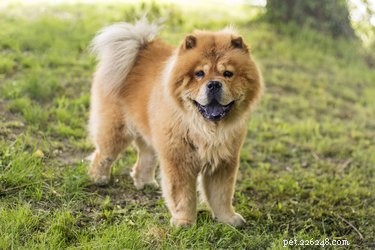 Optimal Nutrition Guide for Chow Chows: Healthy Diet & Feeding Tips