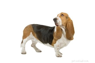 Responsible Home Breeding of Basset Hounds: A Complete Guide