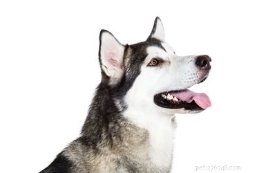 Guidelines for Breeding Dogs During Split Heat Cycles