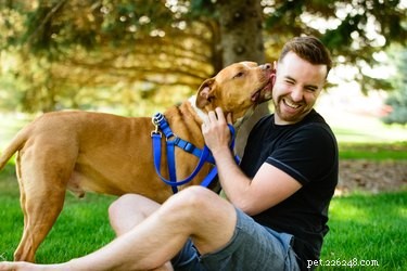 Pit Bull vs. Boxer: Key Differences for Prospective Owners