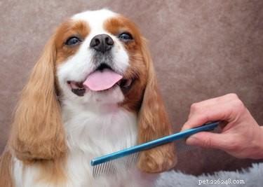 The Complete Guide to Bathing and Grooming Your Cavalier King Charles Spaniel
