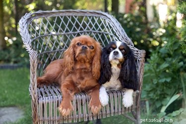 The Complete Guide to Bathing and Grooming Your Cavalier King Charles Spaniel