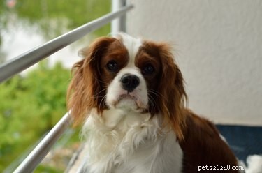 The Complete Guide to Bathing and Grooming Your Cavalier King Charles Spaniel