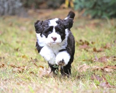Top Low‑Shedding Family Dogs: Perfect for Kids and Busy Homes