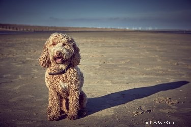 Top Low‑Shedding Family Dogs: Perfect for Kids and Busy Homes