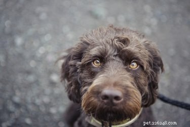 Top Low‑Shedding Family Dogs: Perfect for Kids and Busy Homes