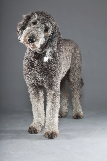 Labradoodle Size Guide: Height, Weight, and What to Expect