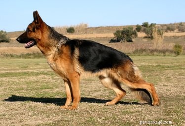 Top Dog Breeds in the U.S.: 2023 Popularity Rankings
