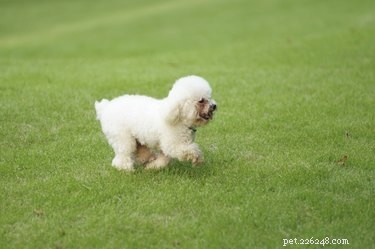 Top Dog Breeds in the U.S.: 2023 Popularity Rankings