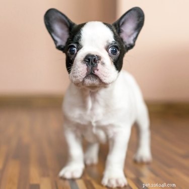 Top Dog Breeds in the U.S.: 2023 Popularity Rankings